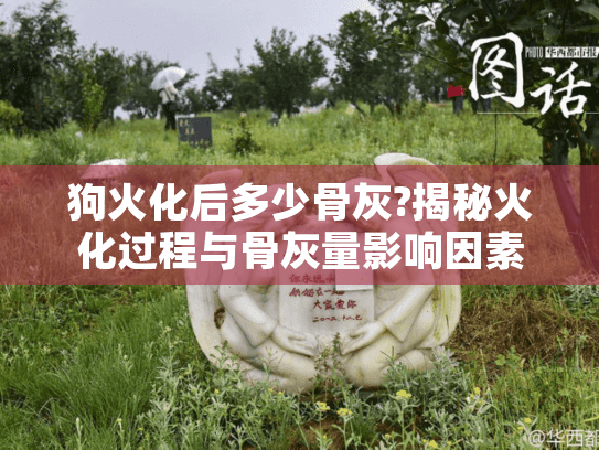 狗火化后多少骨灰?揭秘火化过程与骨灰量影响因素