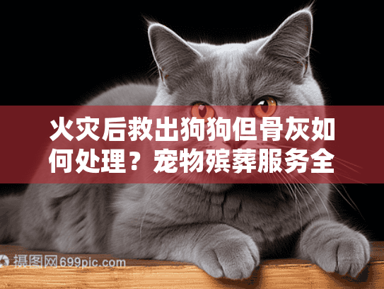 火灾后救出狗狗但骨灰如何处理？宠物殡葬服务全指南