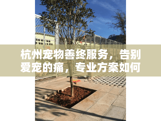 杭州宠物善终服务，告别爱宠的痛，专业方案如何助杭州家庭走出悲伤？