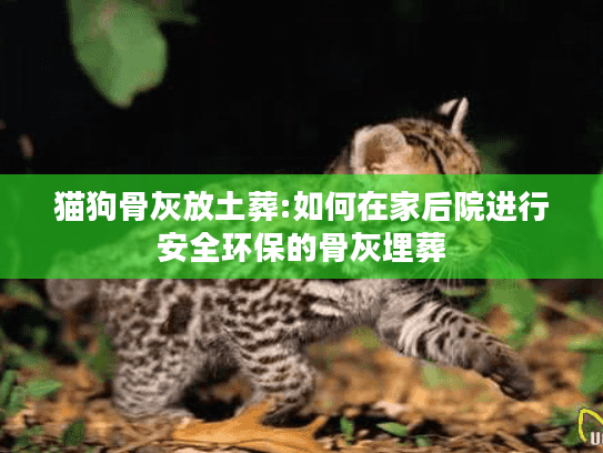猫狗骨灰放土葬:如何在家后院进行安全环保的骨灰埋葬