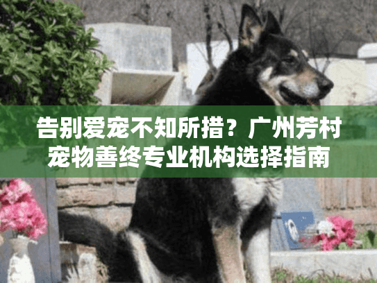 告别爱宠不知所措?广州芳村宠物善终专业机构选择指南 告别爱宠不知所措?广州芳村宠物善终专业机构选择指南