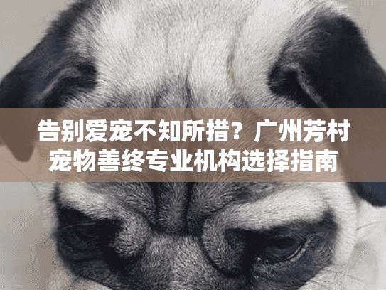 告别爱宠不知所措？广州芳村宠物善终专业机构选择指南