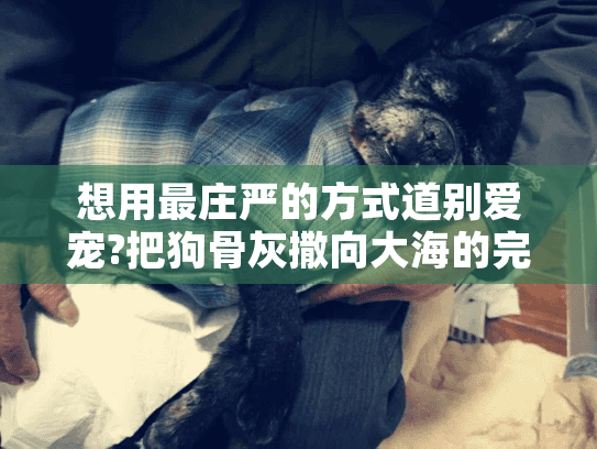 想用最庄严的方式道别爱宠?把狗骨灰撒向大海的完整指南