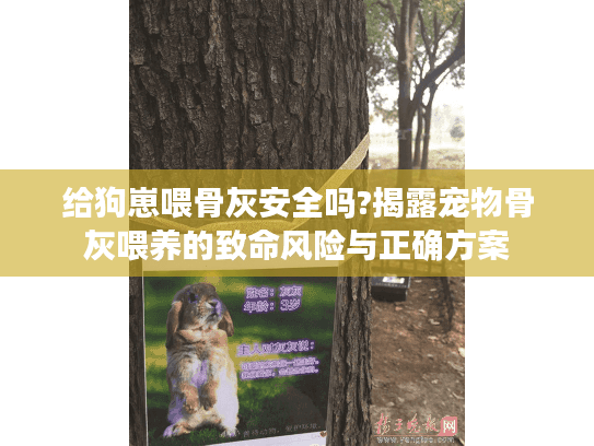 给狗崽喂骨灰安全吗?揭露宠物骨灰喂养的致命风险与正确方案