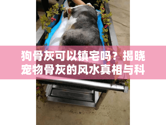 狗骨灰可以镇宅吗？揭晓宠物骨灰的风水真相与科学处理指南