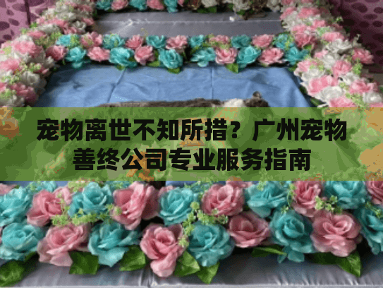 宠物离世不知所措？广州宠物善终公司专业服务指南