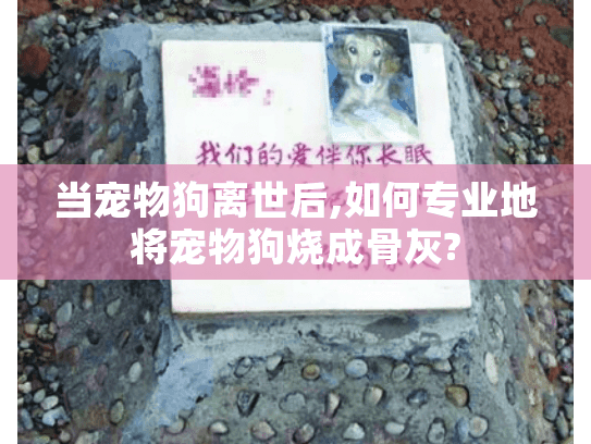 当宠物狗离世后,如何专业地将宠物狗烧成骨灰?