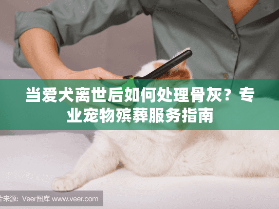 当爱犬离世后如何处理骨灰？专业宠物殡葬服务指南