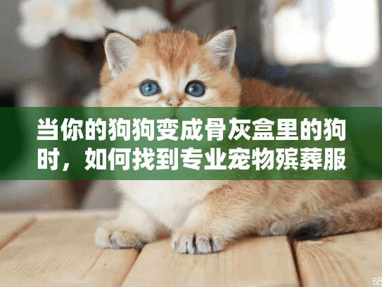 当你的狗狗变成骨灰盒里的狗时，如何找到专业宠物殡葬服务？
