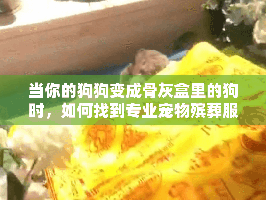 当你的狗狗变成骨灰盒里的狗时，如何找到专业宠物殡葬服务？