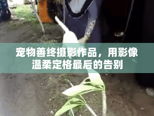 宠物善终摄影作品，用影像温柔定格最后的告别