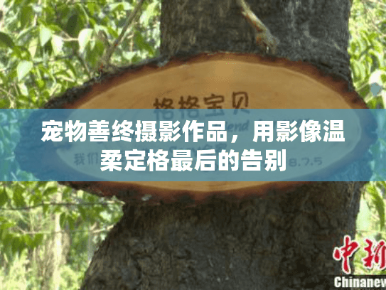 宠物善终摄影作品，用影像温柔定格最后的告别