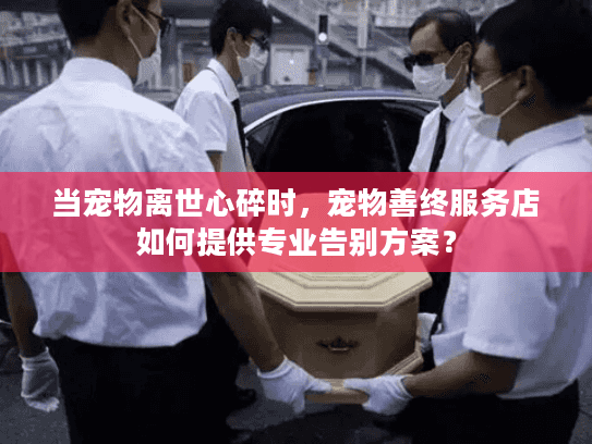 当宠物离世心碎时，宠物善终服务店如何提供专业告别方案？