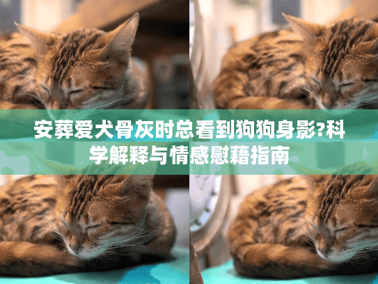 安葬爱犬骨灰时总看到狗狗身影?科学解释与情感慰藉指南