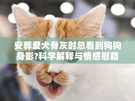 安葬爱犬骨灰时总看到狗狗身影?科学解释与情感慰藉指南