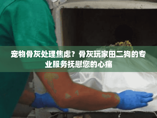 宠物骨灰处理焦虑？骨灰玩家田二狗的专业服务抚慰您的心痛