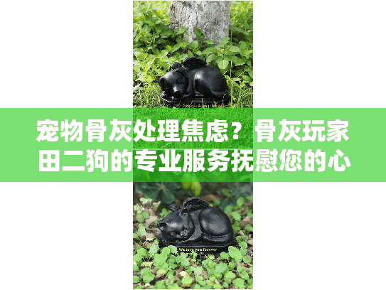 宠物骨灰处理焦虑？骨灰玩家田二狗的专业服务抚慰您的心痛