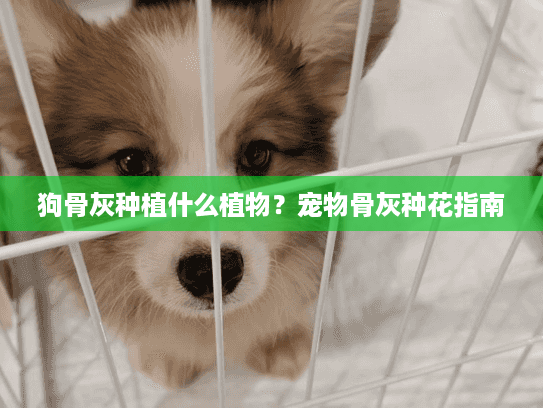 狗骨灰种植什么植物？宠物骨灰种花指南
