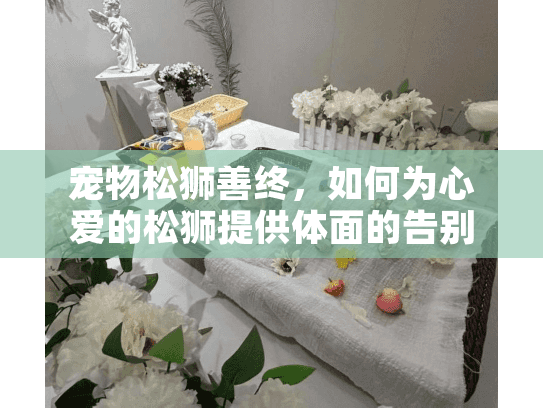 宠物松狮善终，如何为心爱的松狮提供体面的告别？