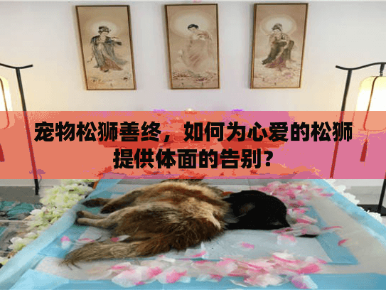 宠物松狮善终，如何为心爱的松狮提供体面的告别？