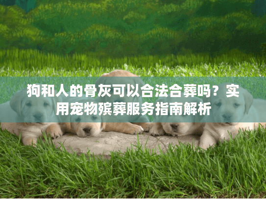 狗和人的骨灰可以合法合葬吗？实用宠物殡葬服务指南解析