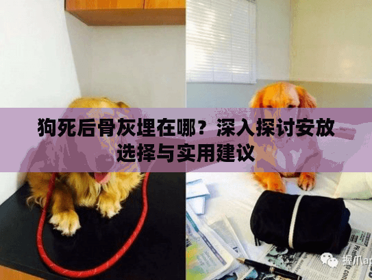 狗死后骨灰埋在哪？深入探讨安放选择与实用建议