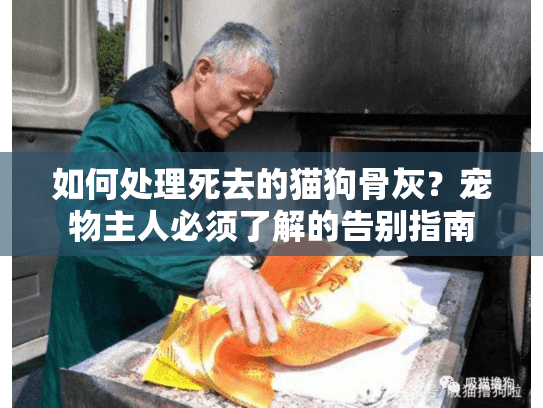 如何处理死去的猫狗骨灰？宠物主人必须了解的告别指南