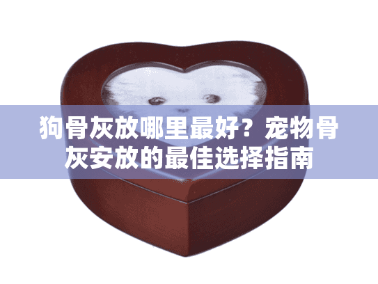 狗骨灰放哪里最好？宠物骨灰安放的最佳选择指南