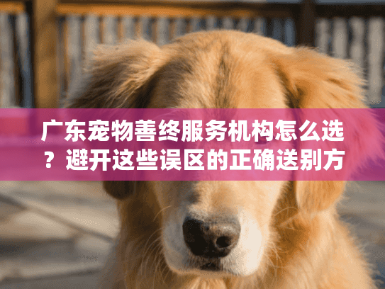 广东宠物善终服务机构怎么选？避开这些误区的正确送别方式