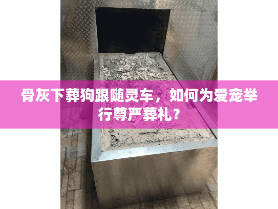 骨灰下葬狗跟随灵车，如何为爱宠举行尊严葬礼？