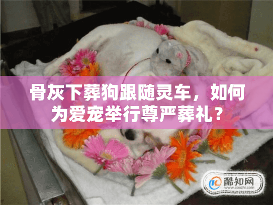 骨灰下葬狗跟随灵车，如何为爱宠举行尊严葬礼？