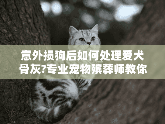 意外损狗后如何处理爱犬骨灰?专业宠物殡葬师教你合法处理方式