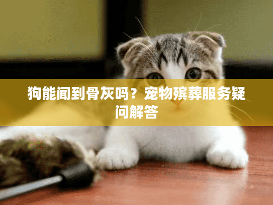 狗能闻到骨灰吗？宠物殡葬服务疑问解答