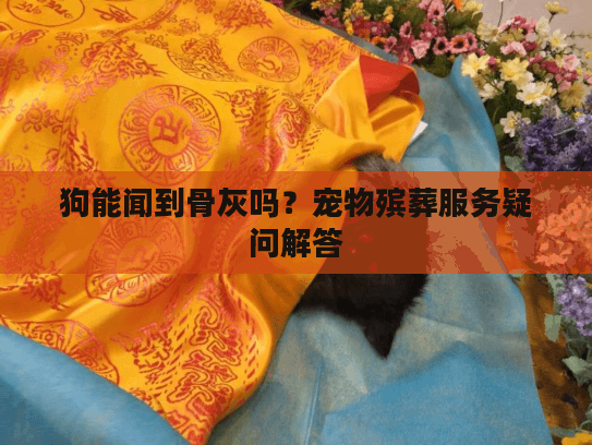 狗能闻到骨灰吗？宠物殡葬服务疑问解答