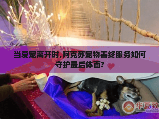 当爱宠离开时,阿克苏宠物善终服务如何守护最后体面?