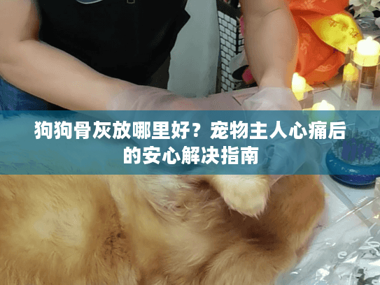 狗狗骨灰放哪里好？宠物主人心痛后的安心解决指南