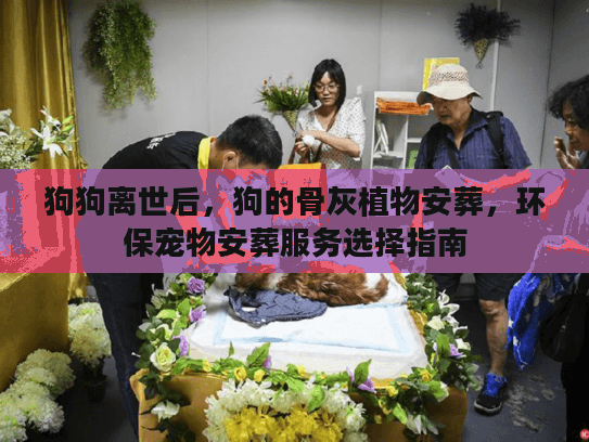 狗狗离世后，狗的骨灰植物安葬，环保宠物安葬服务选择指南