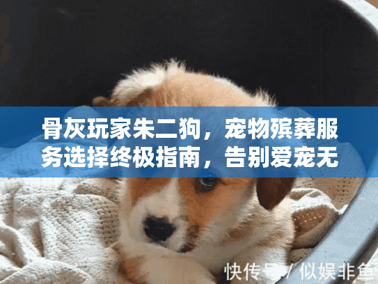 骨灰玩家朱二狗，宠物殡葬服务选择终极指南，告别爱宠无忧虑