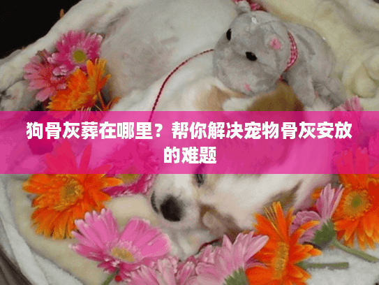狗骨灰葬在哪里？帮你解决宠物骨灰安放的难题