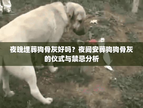 夜晚埋葬狗骨灰好吗？夜间安葬狗狗骨灰的仪式与禁忌分析