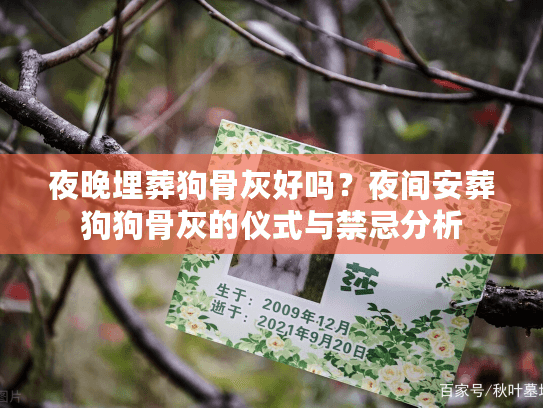 夜晚埋葬狗骨灰好吗？夜间安葬狗狗骨灰的仪式与禁忌分析