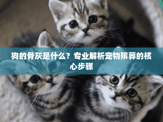 狗的骨灰是什么？专业解析宠物殡葬的核心步骤