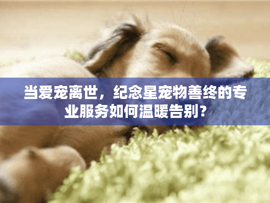 当爱宠离世，纪念星宠物善终的专业服务如何温暖告别？