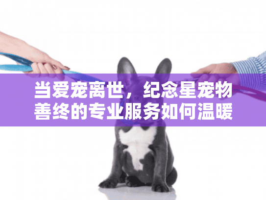 当爱宠离世，纪念星宠物善终的专业服务如何温暖告别？