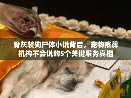 骨灰装狗尸体小说背后，宠物殡葬机构不会说的5个关键服务真相