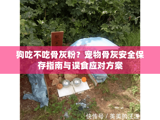 狗吃不吃骨灰粉？宠物骨灰安全保存指南与误食应对方案