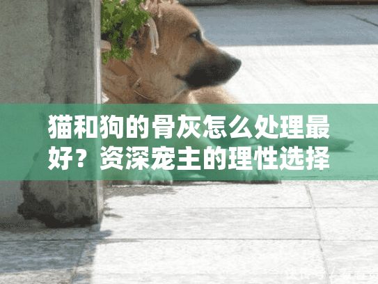 猫和狗的骨灰怎么处理最好？资深宠主的理性选择指南