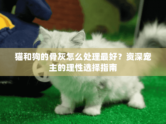 猫和狗的骨灰怎么处理最好？资深宠主的理性选择指南