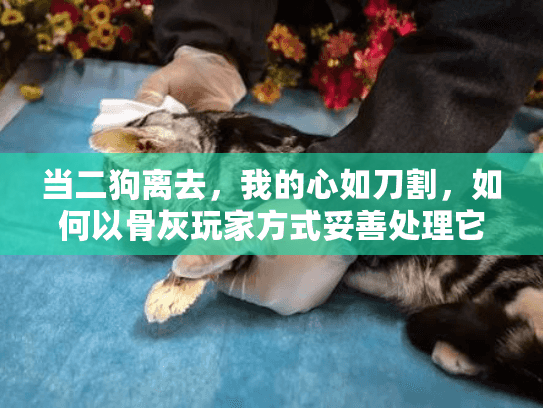 当二狗离去，我的心如刀割，如何以骨灰玩家方式妥善处理它的遗体？