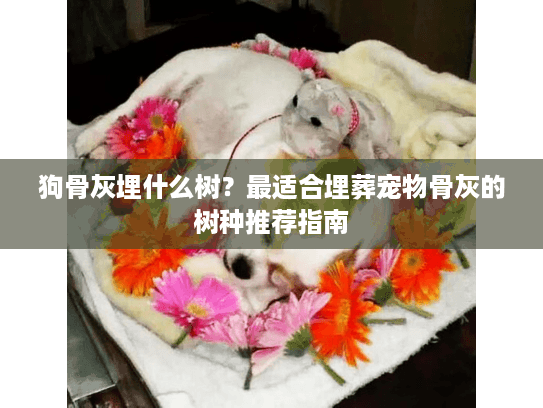 狗骨灰埋什么树？最适合埋葬宠物骨灰的树种推荐指南